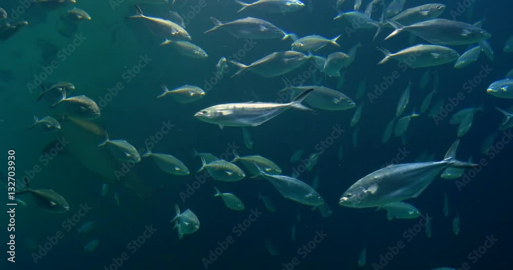 Deep Ocean Fish In Large Aquarium Deep Ocean Fish In Large Aquarium