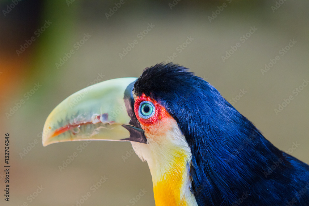 Close-up of the toucan in the Iguazu Waterfall National Park