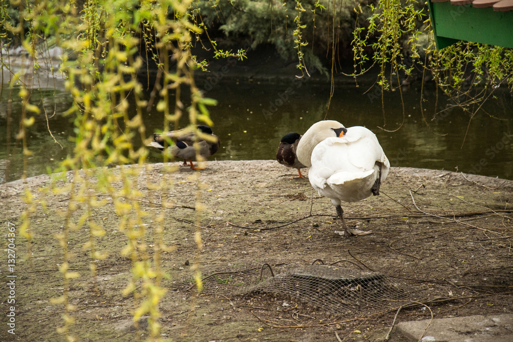 Naklejka premium Swan on the land