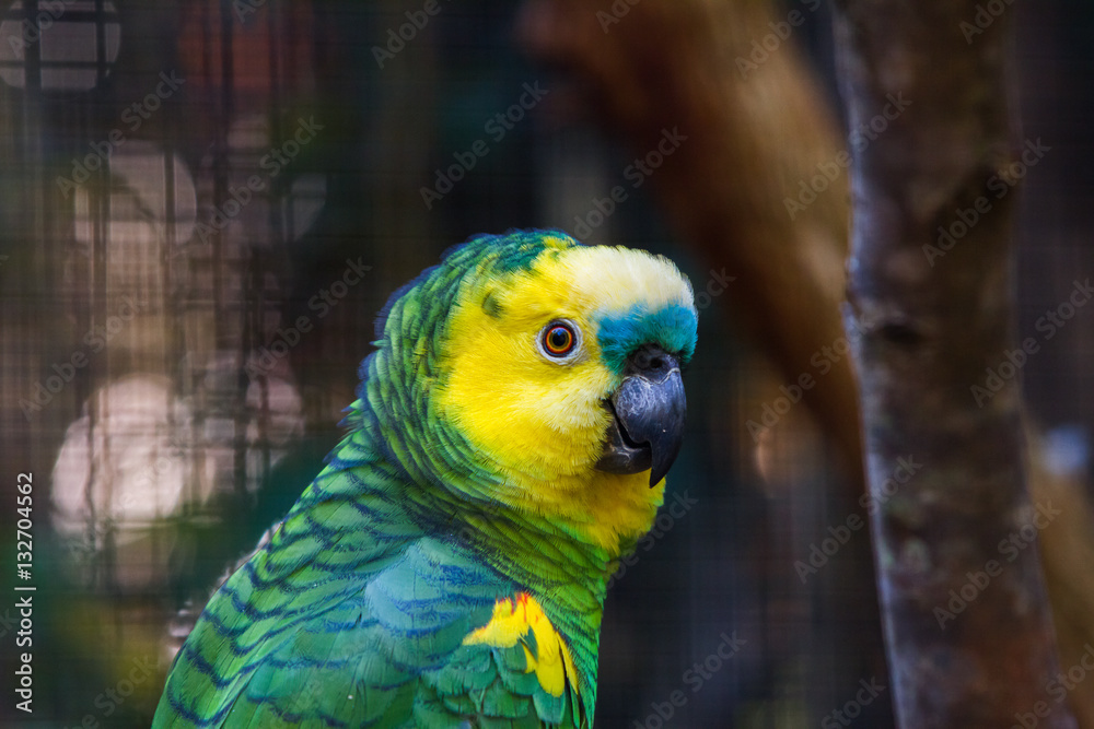 Turquoise-fronted amazon parrot in the Iguazu Waterfalls National Park