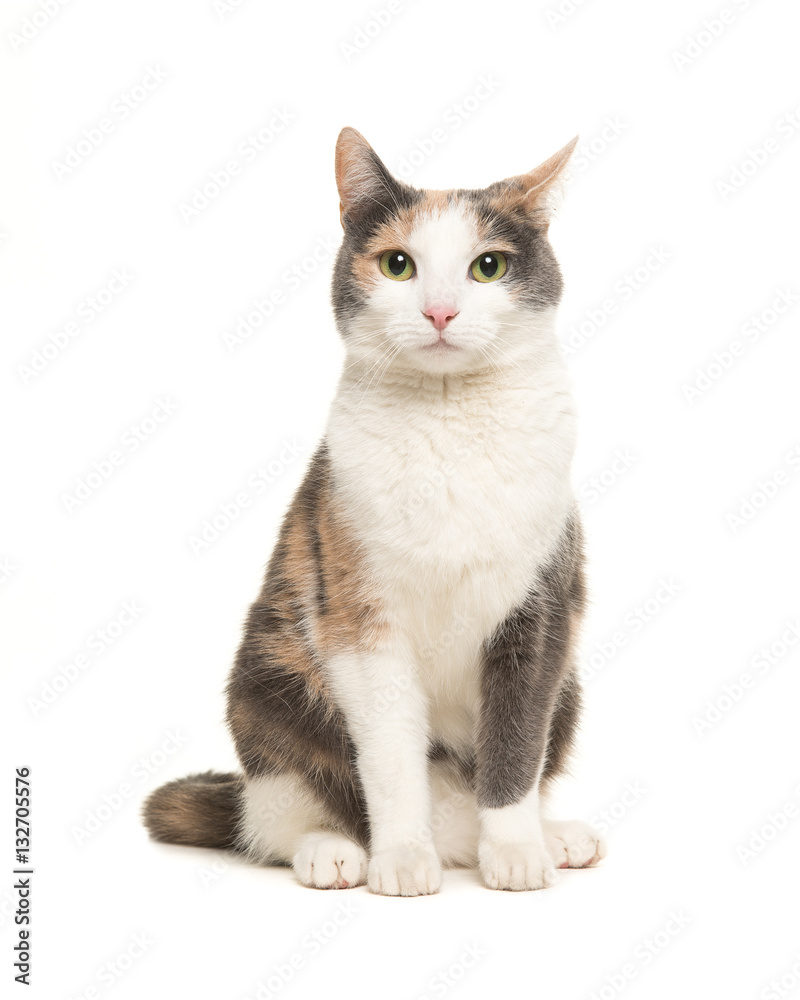Naklejka premium Grey, orange and white sitting cat