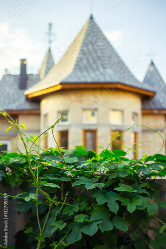 Green wild grape fence and medieval stule building