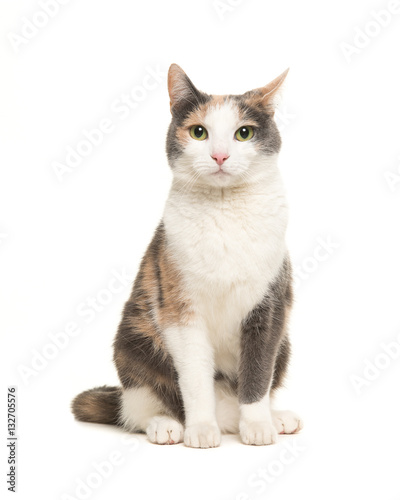 Fototapeta Naklejka Na Ścianę i Meble -  Grey, orange and white sitting cat