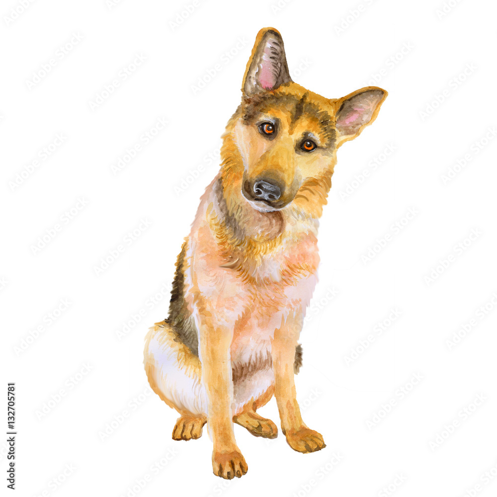 Watercolor portrait of German Shepherd breed dog isolated on white background. Hand drawn sweet pet. Bright colors, realistic look. Greeting card design. Clip art. Add your text