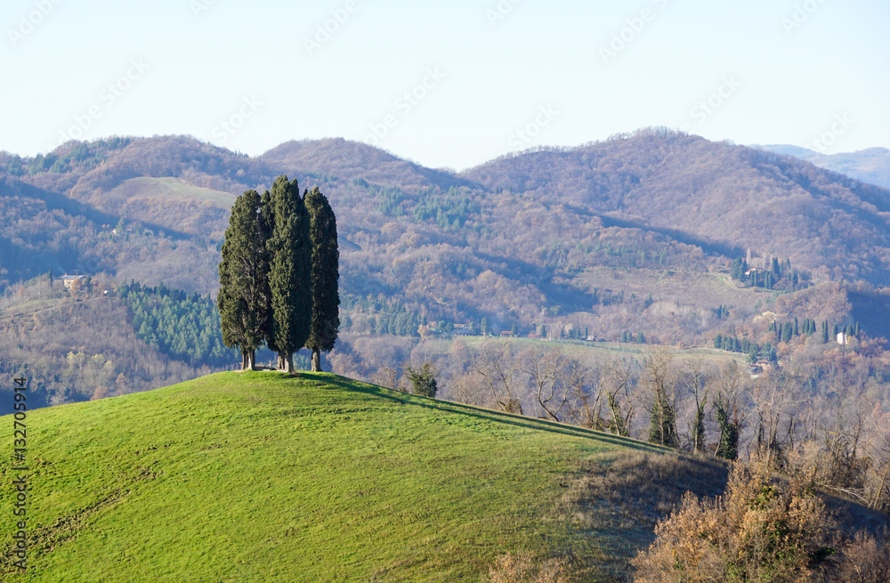 tree on grassy hill and blue sky in the background