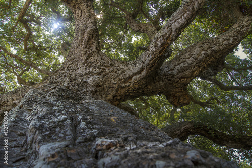 Close-up of bark of a tree