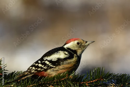 Obraz Dzięcioł średni (Dendrocopos medius) w pobliżu miejsca dokarmiania ptaków na skraju ponadstuletniego lasu.