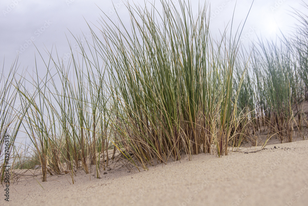 Sand and grass in the dunes Sand and grass in the dunes