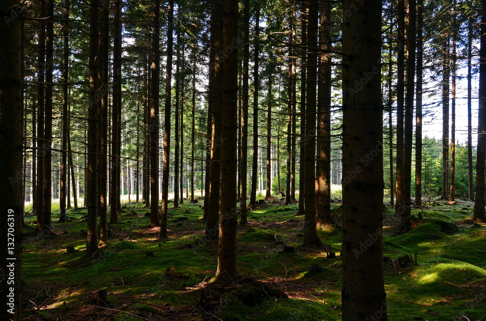 Märchenwald, Bäume, Gegenlicht