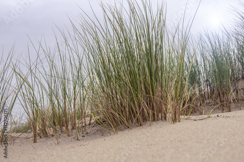 Sand and grass in the dunes