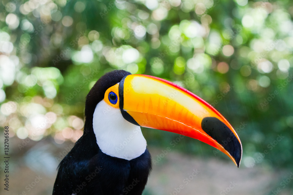 Fototapeta premium Close-up of the toco toucan Ramphastos toco.