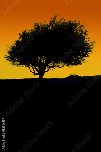 Silhouette of a tree in the desert