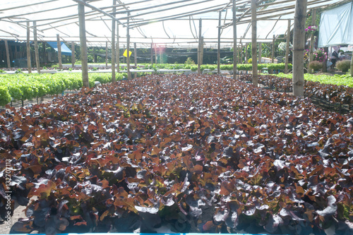 Hydroponics farm in greenhouse at Corofield, Thailand. photo