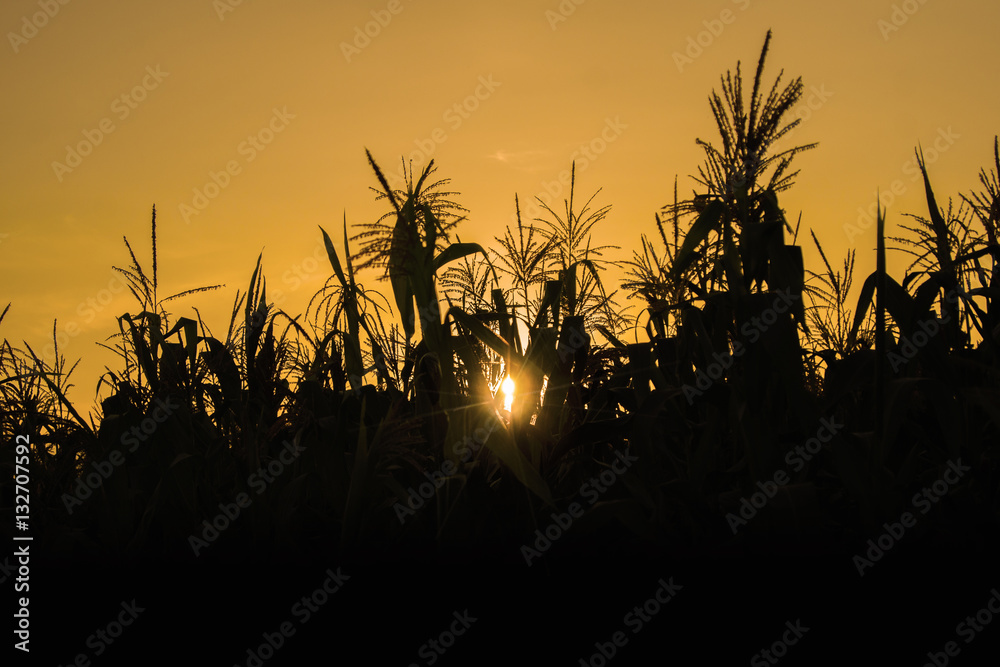 Silhouette of a cornfield at sunset