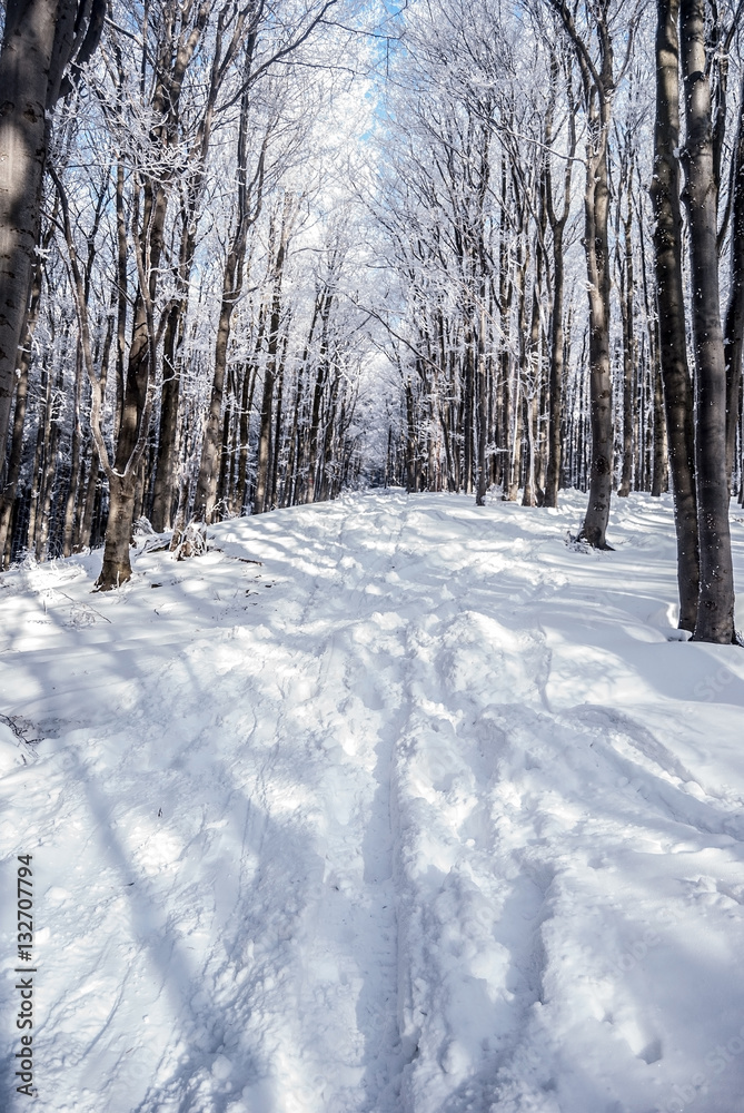 frozen deciduous mountain forest with snow covered hiking trail and clear sky bellow Lysa hora hill in Moravskoslezske Beskydy mountains in Czech republic