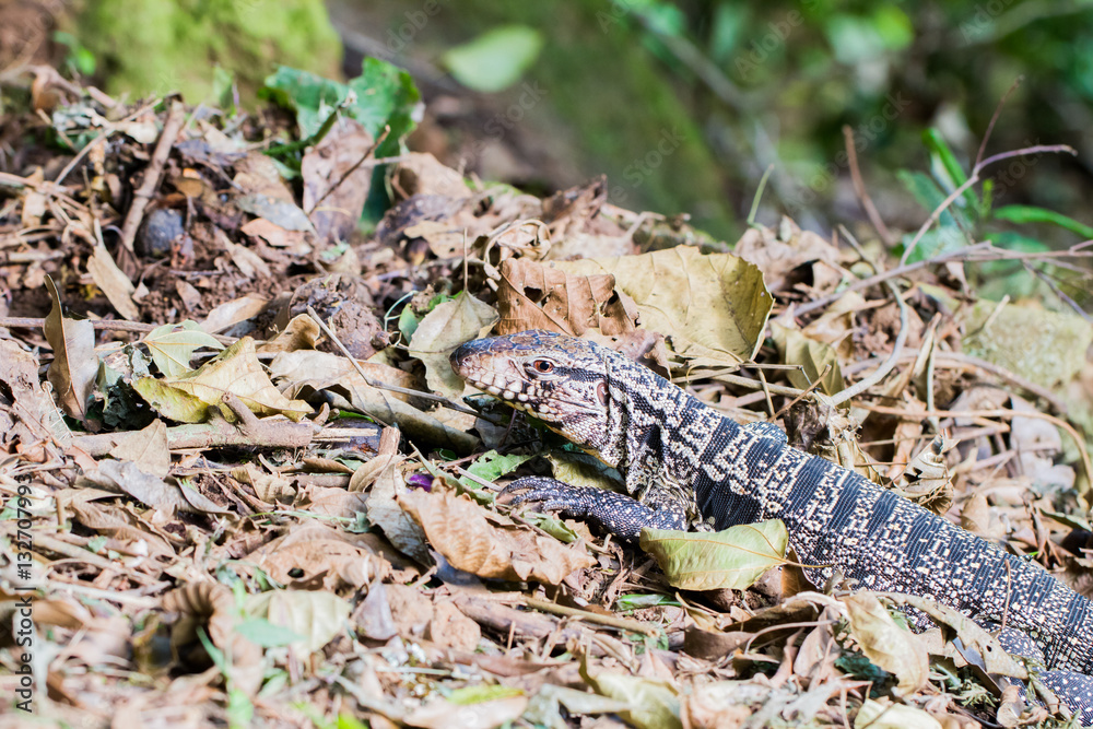 Fototapeta premium Close-up of a grey lizard at the Iguazu Waterfall National Park
