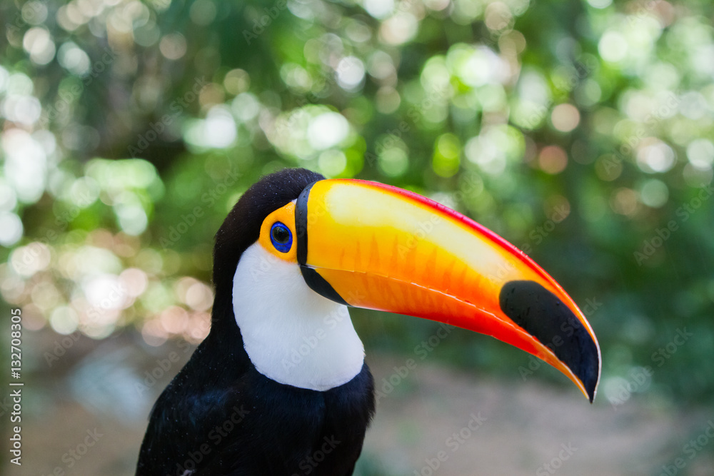Close-up of the toco toucan Ramphastos toco. Close-up of the toco toucan Ramphastos toco.
