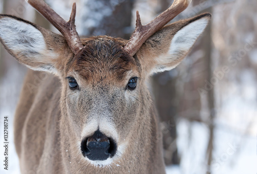 White-tailed deer buck closeup in the winter snow in Ottawa, Canada