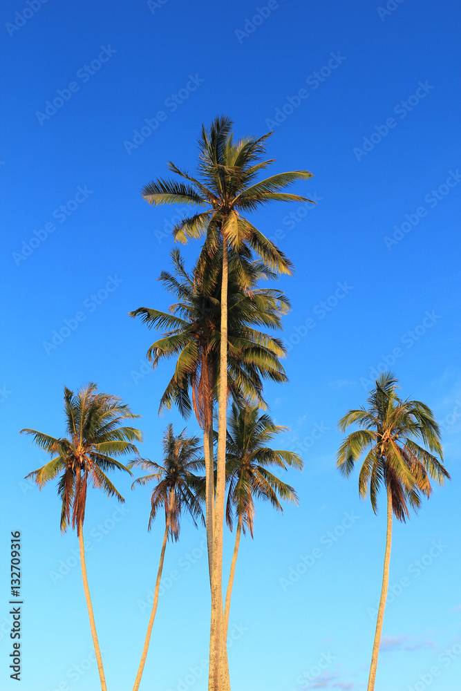 Coconut plam tree on blue sky background