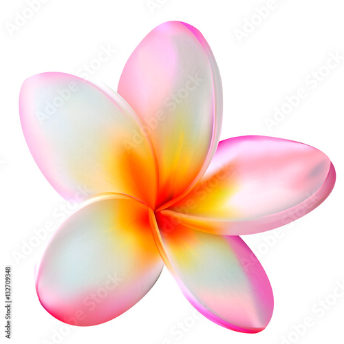 Pink plumeria flower. Vector illustration