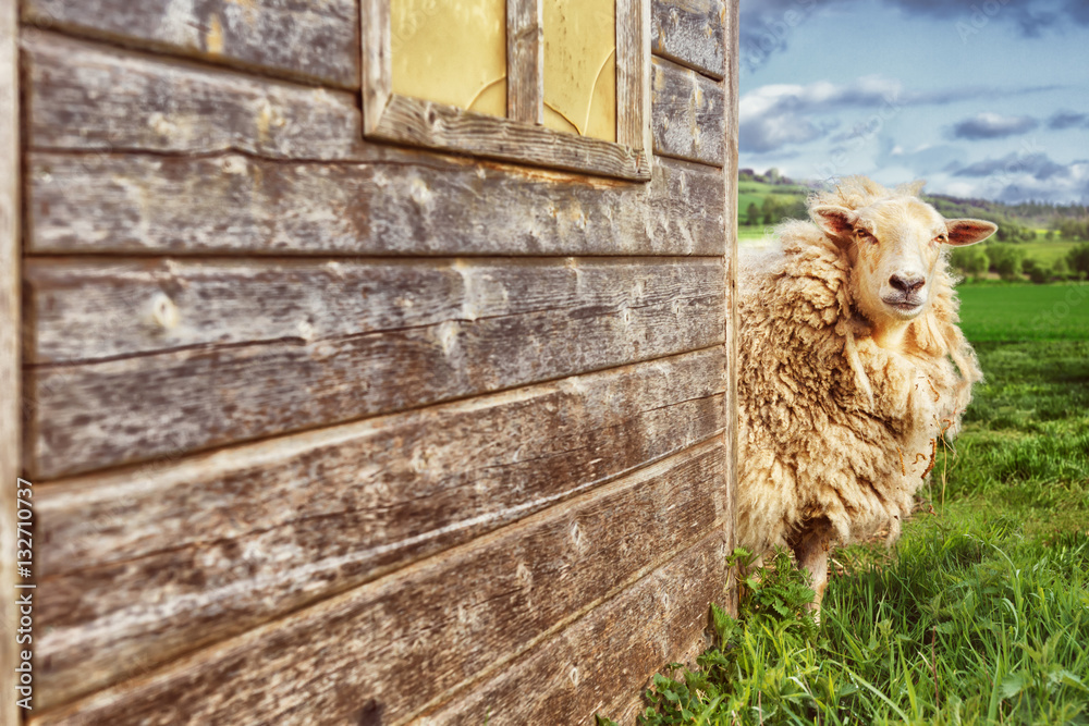 Obraz premium Sheep Looking Around the Corner