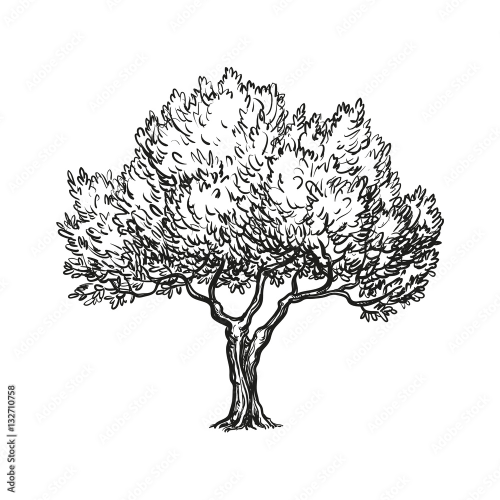 vector illustration of olive tree