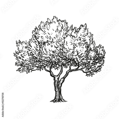 vector illustration of olive tree