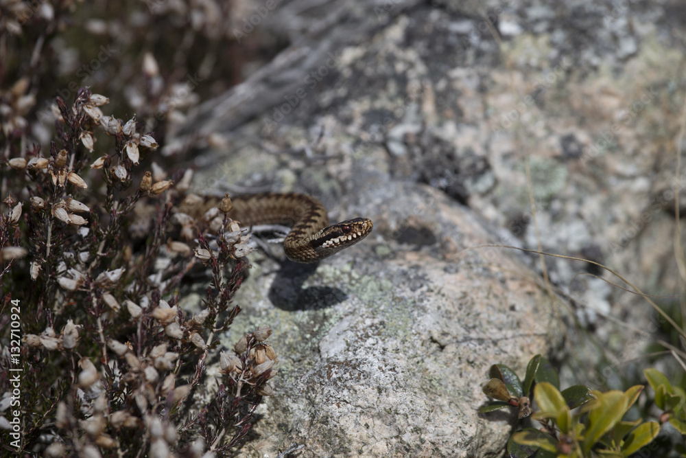 adder