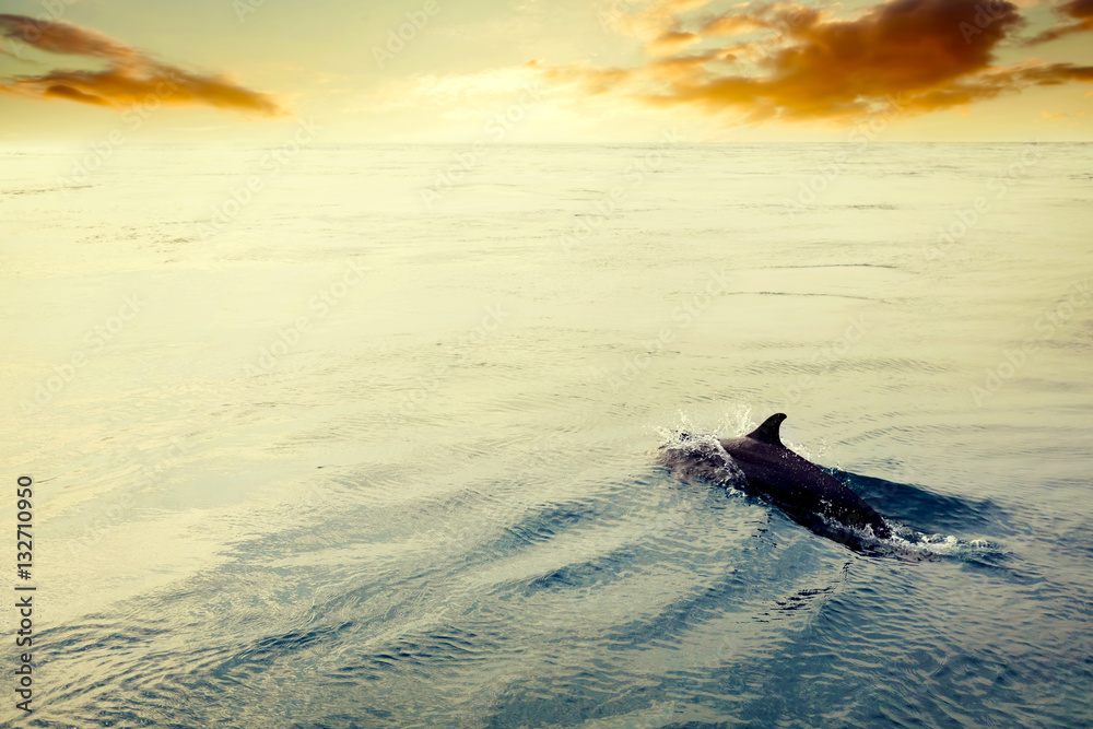 Dolphin jumping in the ocean at sunset. Maldives