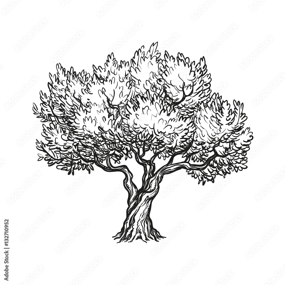 vector illustration of olive tree