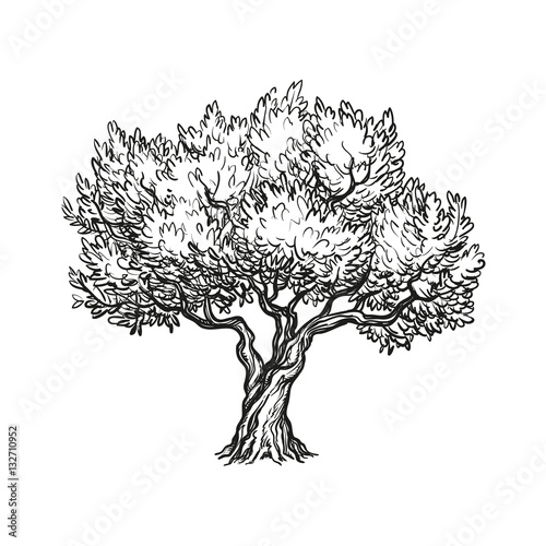 vector illustration of olive tree