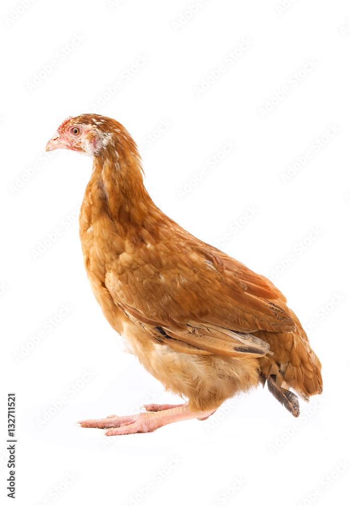 Fototapeta premium chicken is isolated