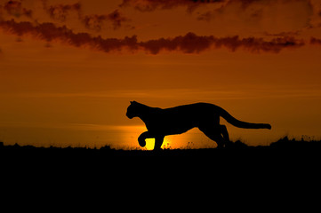 Crédence de cuisine Puma Silhouette de cougar au crépuscule  © outdoorsman