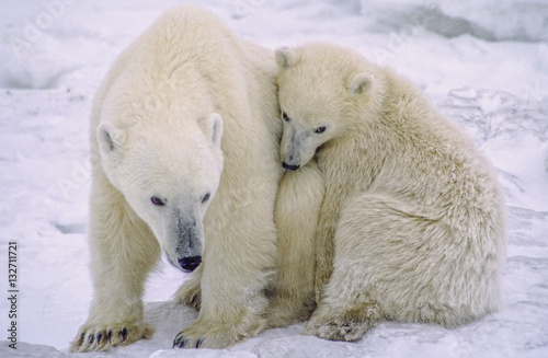 Polar bear and cub