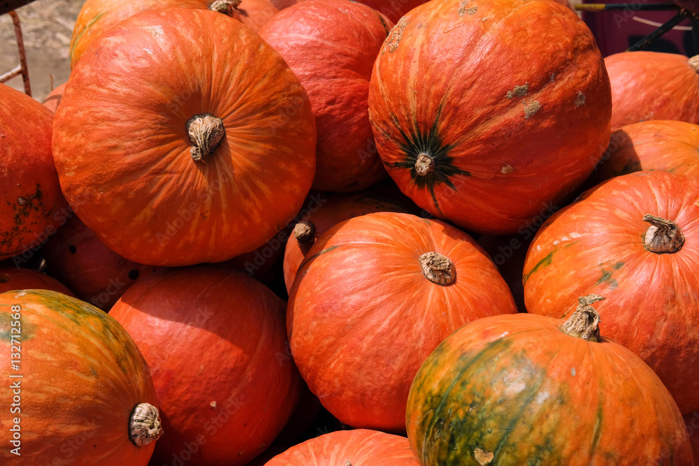 Giant pumpkin group Giant pumpkin group