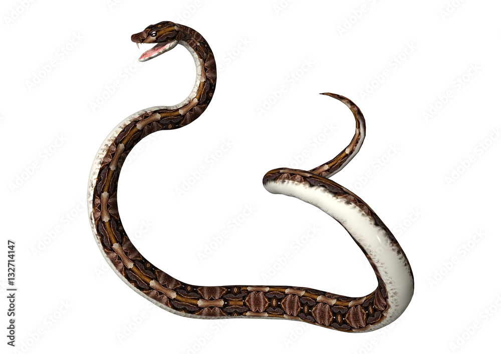 3D Rendering Gaboon Viper Snake on White 3D Rendering Gaboon Viper Snake on White