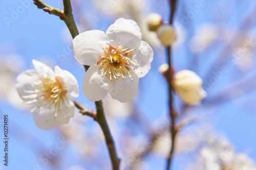 梅の花 開花