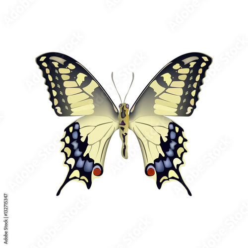 colorful butterfly on white background