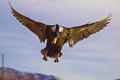 flying duck