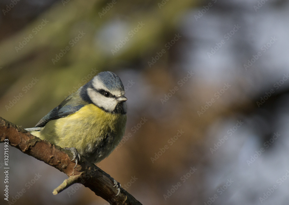 Fototapeta premium blue tit