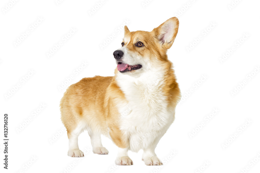 dog on a white background