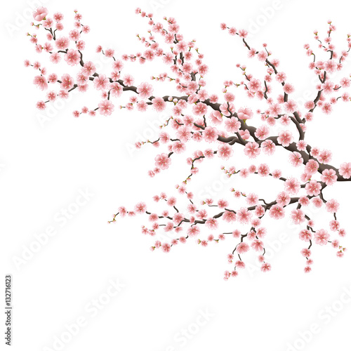 Realistic sakura japan cherry branch. EPS 10