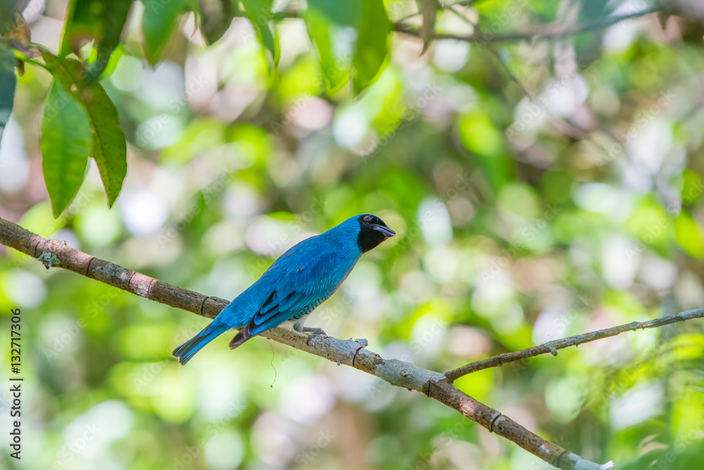 The blue dacnis (Dacnis cayana) or turquoise honeycreeper at the Iguazu Waterfalls National Park