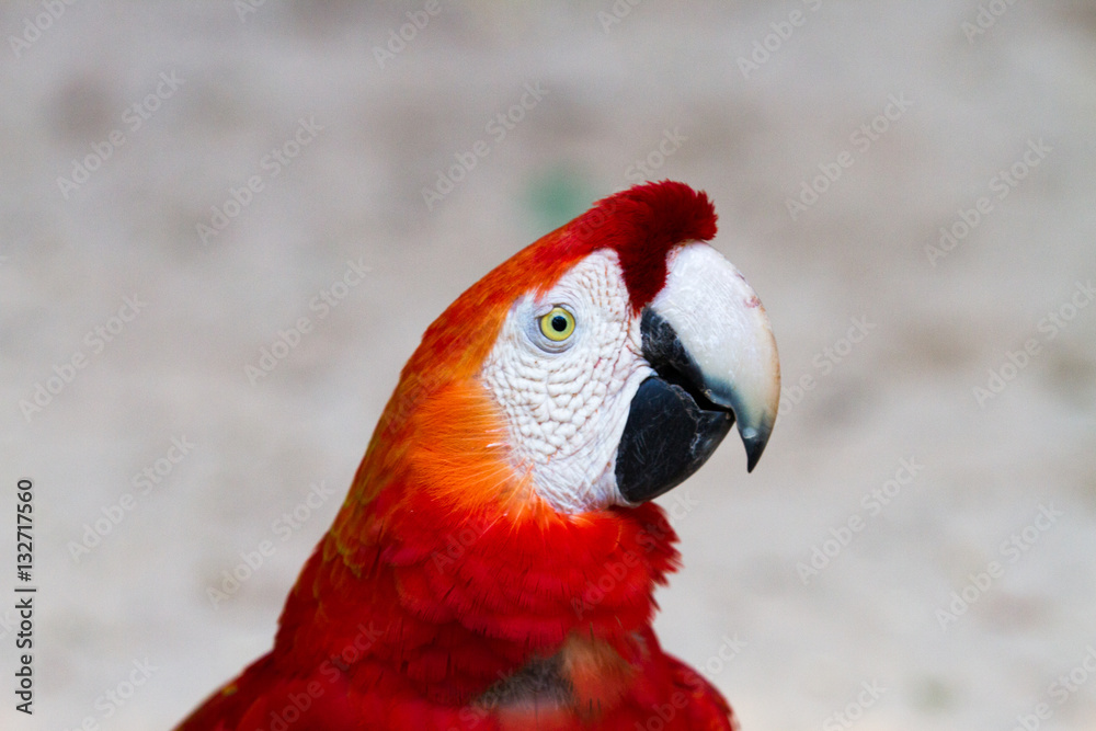 The green-winged macaw at Iguazu falls, Brazil - also known as the red-and-green macaw - large, mostly-red macaw of the Ara genus, native to South America.
