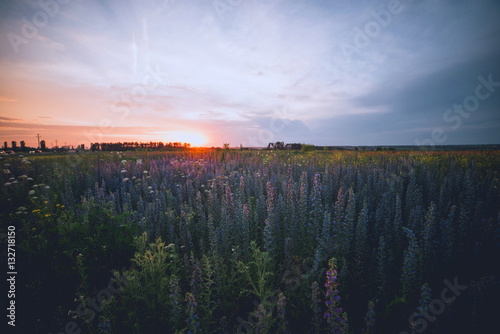 Mauve flowers on a background of beautiful sunset