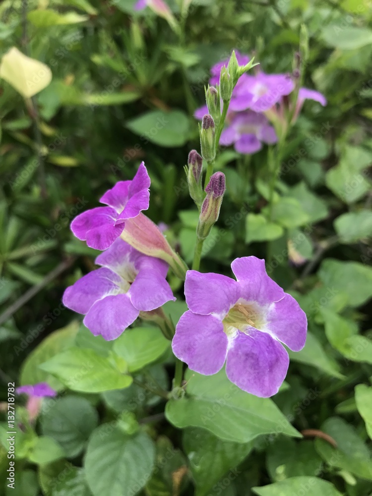 Purple Chinese Violet Flower