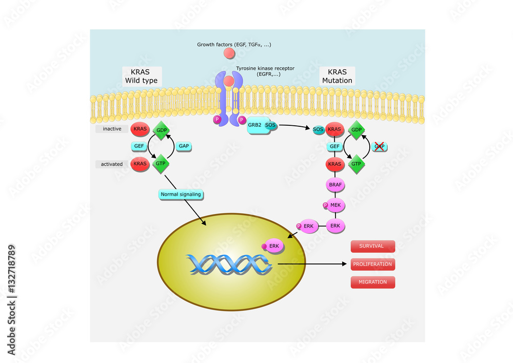 Kras: Kirsten rat sarcoma viral oncogene homolog, its pathway and mechanism of action - obrazy, fototapety, plakaty 