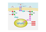 Kras: Kirsten rat sarcoma viral oncogene homolog, its pathway and mechanism of action