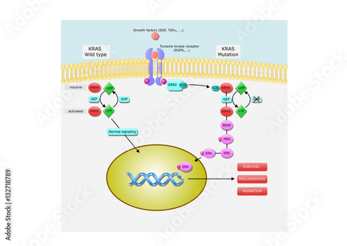 Kras: Kirsten rat sarcoma viral oncogene homolog, its pathway and mechanism of action