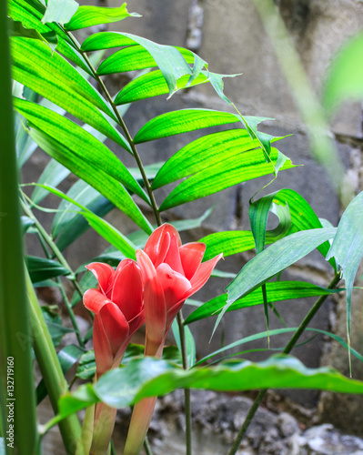 Abstract Red Torch Ginger flower with light and shadow photo